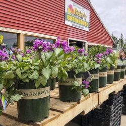 Beier's Greenhouse