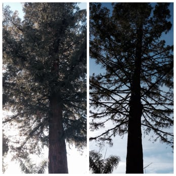 Arbortech Tree Care - Tree Services Near Me - Hayward, California