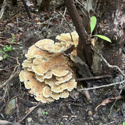 Crab Orchard Falls Trail - Fungi