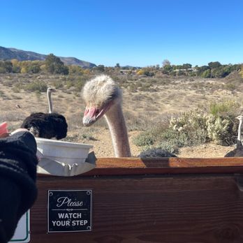 Ostrichland USA - Attraction Farms Near Me - Solvang, California