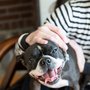 Photo of Joe the dog walker