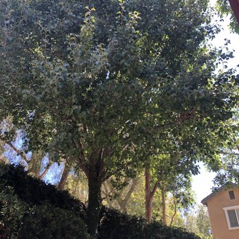 Environmental Green Tree Care - Tree Services Near Me