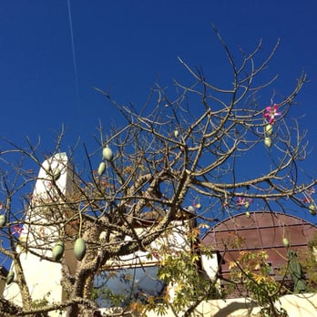Venice Canals - Chorisia speciosa or silk floss tree - Landmarks & Historical Buildings Near Me - Venice, California Venice Canals - Chorisia speciosa or silk floss tree - Landmarks & Historical Buildings Near Me - Venice, California