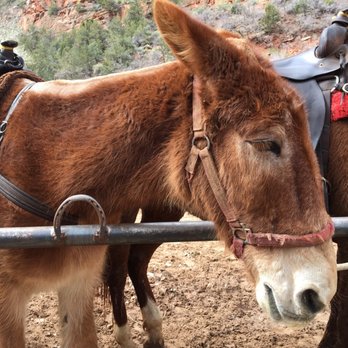 Canyon Trail Rides - These horses (and mules) are miserable- this is not normal or acceptable treatment ^^^ - Horseback Riding Near Me - Springdale, Utah Canyon Trail Rides - These horses (and mules) are miserable- this is not normal or acceptable treatment ^^^ - Horseback Riding Near Me - Springdale, Utah