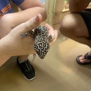 Topsail Aquarium - Leopard gecko - Aquariums Near Me - Surf City, North Carolina