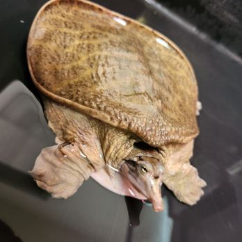 Sabrinas Reptile Kingdom - Softshell Turtle - Pet Stores Near Me - Cumberland, Rhode Island Sabrinas Reptile Kingdom - Softshell Turtle - Pet Stores Near Me - Cumberland, Rhode Island