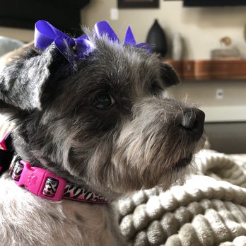 Sparkling Pets - Pet Groomers Near Me - Richmond, Texas