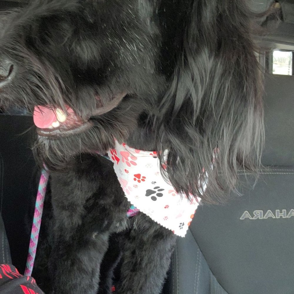 Whiskers And Tails - Happy puppy! - Pet Groomers Near Me - Helendale, California Whiskers And Tails - Happy puppy! - Pet Groomers Near Me - Helendale, California