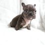 Q’s Dog Sitting