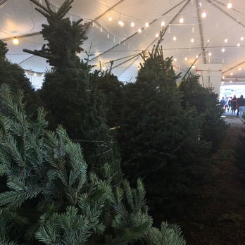 ABC Tree Farms LLC - Christmas Trees Near Me - San Francisco, California