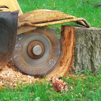 Elements Tree Service - Stump Grinding expert - Tree Services Near Me