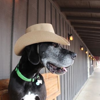 POOP 911 - Fort Worth - One of our favorite pups Vader! - Pet Waste Removal Near Me