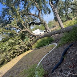 Affordable Tree Care Service