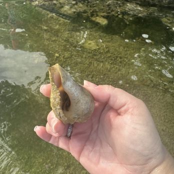 Paddle The Florida Keys - Hermit crab - Rafting/Kayaking Near Me - Tavernier, Florida