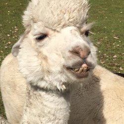 Stellar Alpacas - Between the long eyelashes and poofy hairstyle they are too cute.