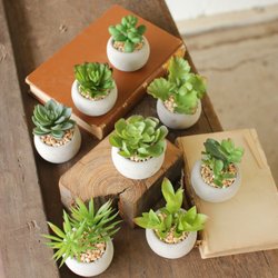 Amber's Lighting & Home Accessories - Succulents are a nice touch of green