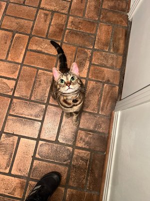 Photo of Prestigious Pets - Dallas, TX, US.