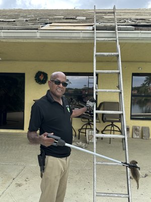 Wildlife Removal in South Florida - Penny caught this little raccoon in the attic of a home in Plantation, Florida. The homeowners gave us a call after hearing it scratching around at night and we set them up with same day service! Our technicians are experts in wildlife removal and rodent control, so we can make sure you live Pest Free. Whether it's raccoons or roaches, In Touch Pest control always delivers service with a smile! Wildlife Removal in South Florida - Penny caught this little raccoon in the attic of a home in Plantation, Florida. The homeowners gave us a call after hearing it scratching around at night and we set them up with same day service! Our technicians are experts in wildlife removal and rodent control, so we can make sure you live Pest Free. Whether it's raccoons or roaches, In Touch Pest control always delivers service with a smile!