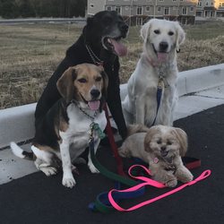 Cedarwoods Canine School