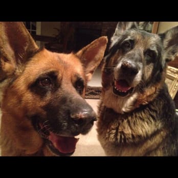 PetSmart - These huge Germans even love this place. - Pet Training Near Me - Los Angeles, California PetSmart - These huge Germans even love this place. - Pet Training Near Me - Los Angeles, California