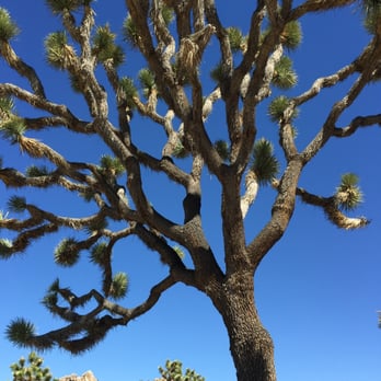 Ocotillo Patch - Botanical Gardens Near Me - Joshua Tree, California