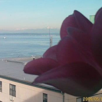 Lowell's Restaurant - Fresh tulips at each table - American Near Me - Seattle, Washington