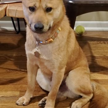 Shay's Behavioral Dog Training - Pet Training Near Me