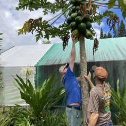 HouLau Farm Chocolate - Picking Papaya