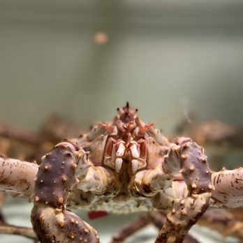 Klaw Miami - King crab - Steakhouses Near Me - Miami, Florida Klaw Miami - King crab - Steakhouses Near Me - Miami, Florida
