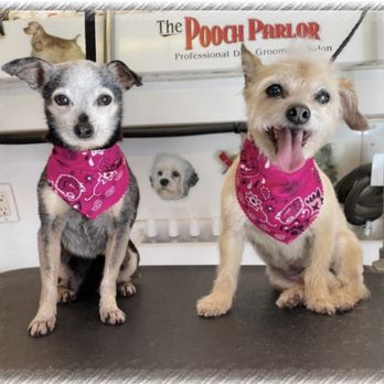 1. Pooch Parlor - Santa Ynez
