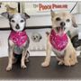 Photo of Pooch Parlor - Santa Ynez