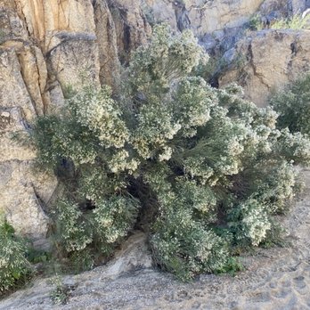 Honey Bee Park - Flowering bushes in the desert. Nov, 2025. - Parks Near Me - Oro Valley, Arizona Honey Bee Park - Flowering bushes in the desert. Nov, 2025. - Parks Near Me - Oro Valley, Arizona