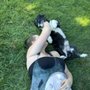Photo of Marker's Barkers Grooming