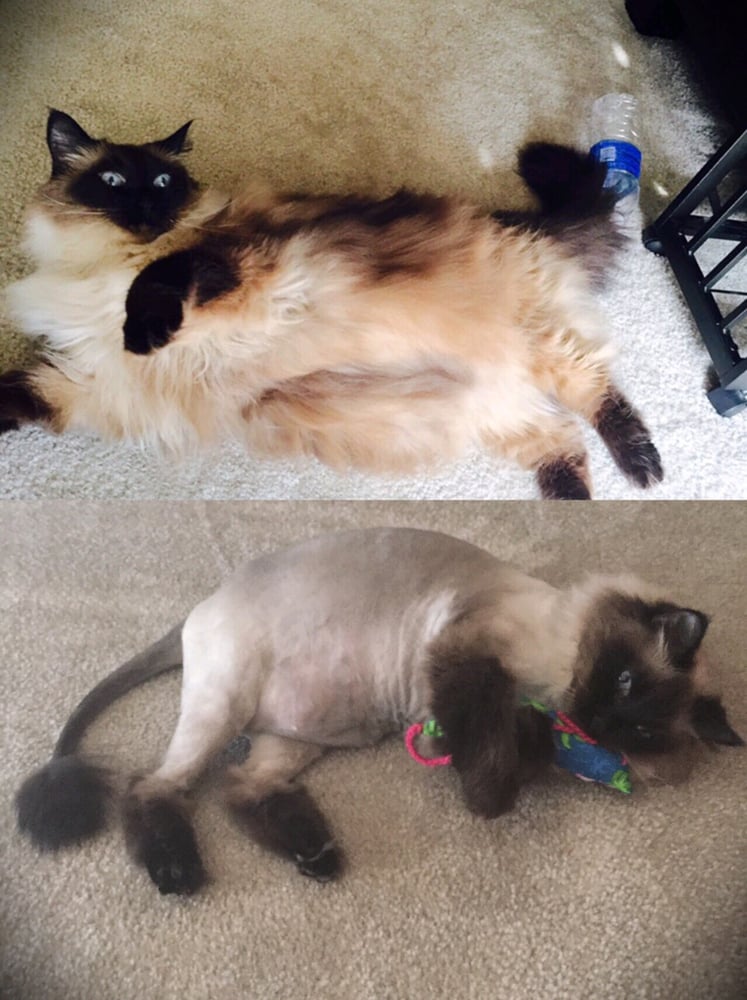 13 Year Old Long Hair Siamese Yelp