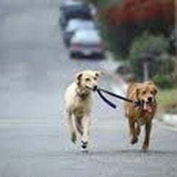 Jenni B's Dog Walking Plus - This no way to take your dog for a walk