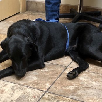 BluePearl - Midvale - Our dog Remington patiently waiting to be seen by the veterinarian. - Veterinarians Near Me - Midvale, Utah