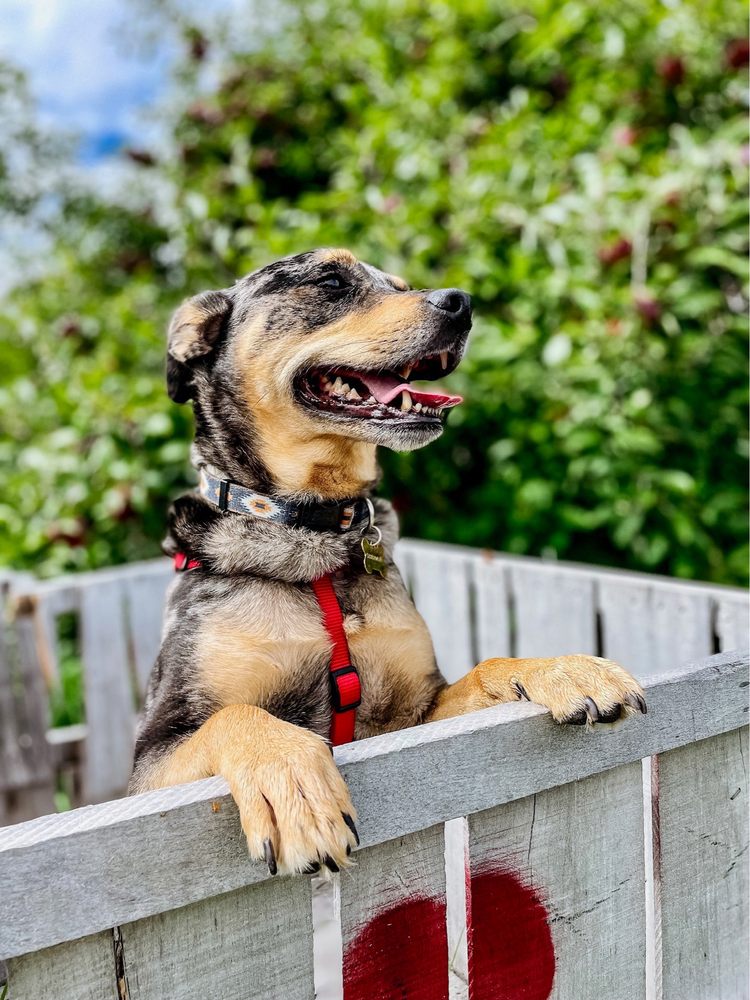 Brackett's Farm Logo