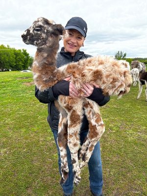 Carlson's Llovable Llamas by null