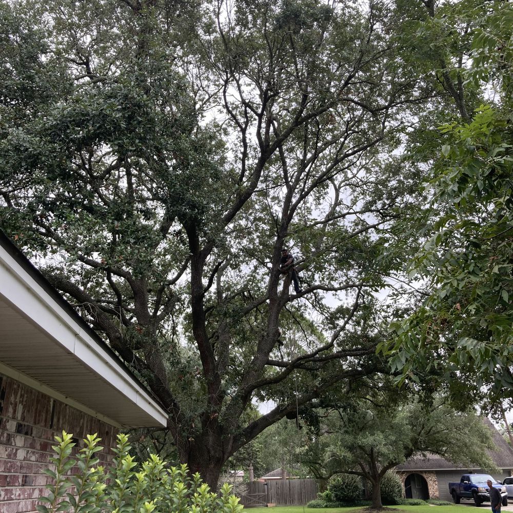 Cole's Tree Service - COLE'S TREE SERVICE AT WORK. 9.14.2020 - Tree Services Near Me - Alvin, Texas Cole's Tree Service - COLE'S TREE SERVICE AT WORK. 9.14.2020 - Tree Services Near Me - Alvin, Texas