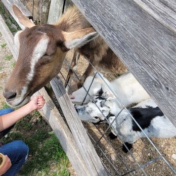 Dan Patch Stables - Goat - Horseback Riding Near Me Dan Patch Stables - Goat - Horseback Riding Near Me