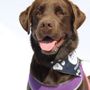Photo of Pets Bring Joy Pet Supply