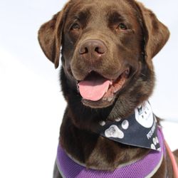 Pets Bring Joy Pet Supply