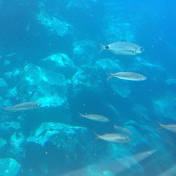 Submarine Safaris - Tours Near Me