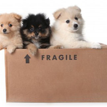 State To State Moving and Auto Transport - Professional packing services - Movers Near Me State To State Moving and Auto Transport - Professional packing services - Movers Near Me