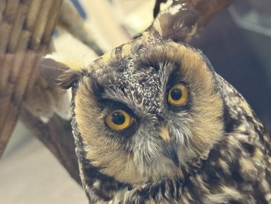 Santa Cruz Museum of Natural History by null