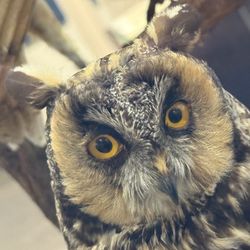 Santa Cruz Museum of Natural History - Owl