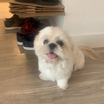 Luna’s Pet Grooming - Fluffy and clean. They have a mobile van and come to the house - Pet Groomers Near Me Luna’s Pet Grooming - Fluffy and clean. They have a mobile van and come to the house - Pet Groomers Near Me