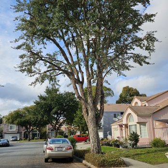 Appletree Services - Tree Trimmed - Tree Services Near Me