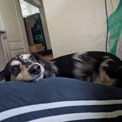 NW PA Pet Emergency Center - Thank you for saving my life!!!!!!