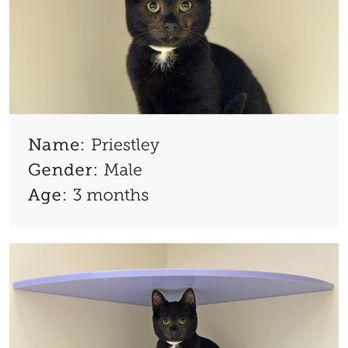 ASPCA Adoption Center - Animal Shelters Near Me - New York, New York ASPCA Adoption Center - Animal Shelters Near Me - New York, New York